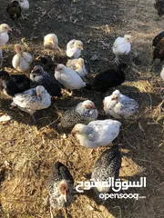  5 دجاج العمر شهرين العدد 360 ظرف