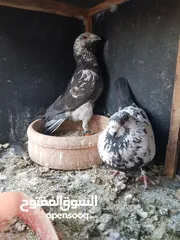  1 3 اجواز حمام شغالات للبيع