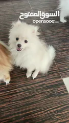  1 Pure pomeranian spitz