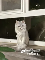  7 قط شيرازي ذكر للبيع