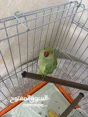  2 بغباء دره بصلاه على النبي عليه السلام