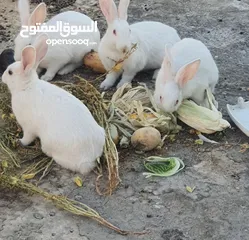  1 ارانب للبيع