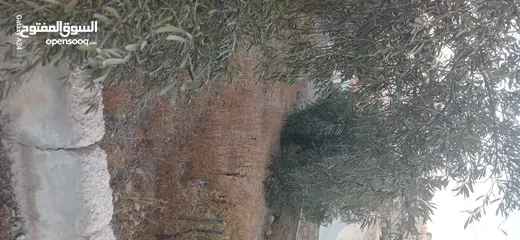  1 قطعه ارض للبيع حي الأحمد مطله على 3 شوارع مهويه من جميع النواحي مزروعه ومسوره دكه