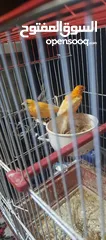  1 كنار بصلاه عالنبي