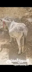  2 حماره للبيع