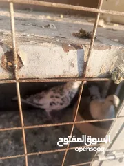  3 حمام مشكل زوجل مكتيف بلجكه جوز حمام انواع