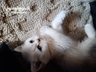  8 kittens for sale 60 days old    Scottish.