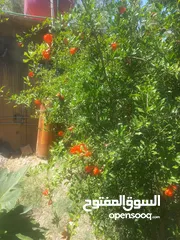  9 مزرعه 5 دونم في بغداد الرضوانيه على شارعين تبليط قرب القطاع الزراعي
