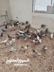  2 حمام مشكل للبيع