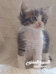  2 قطط للبيع هملايا