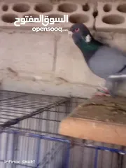  6 فحل ابلق شغال نخب اول