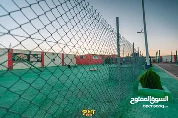  6 Train your dog