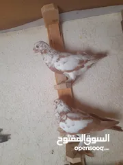  11 تشكيله حلوه طيوىر مقنوة الله يبارك لصاحب النصيب