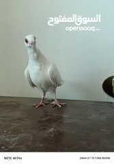  2 جوز بولندي