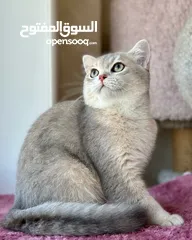  5 pure British shorthair