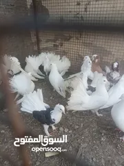  3 للبيع مجموعه طيور الوصف مهم