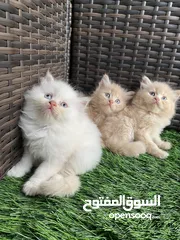  4 قطط شيرازيه