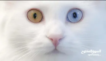  2 2قط شیرازی و بریطانی  2 cat with 2color eyes