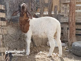  2 كبش تهجين سوداني كشميري