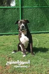  1 American Pitbull Terrier