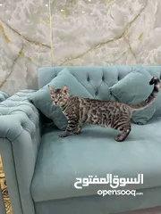  3 Pure bengal cats female age 3 months, 5 months and 1 year بيور قطاو بنغال عمر 3 شهور و5 شهور وسنة