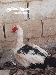  3 ديك بط ودجاج للبيع