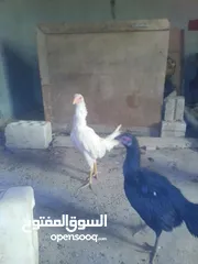  18 صيصان بكستاني قرا الوصف