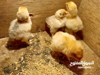  3 متوفر  صيصان حبش وصيصان بلدي وصيصان براهما صحه ونظافه وماخذين المطاعيم وموجود ديك براهما بعمان سحاب