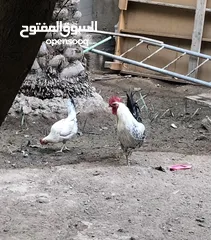  1 دجاج للبيع