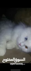  12 Beautiful and Playful Scottish fold cat for sale Rare   -   Blue and Yellow eyes Vaccinated