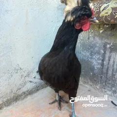  2 جاجه حب نادره زينه