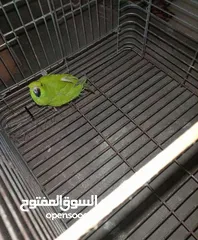  6 بغبغاء للبيع