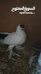  2 بلوني الماني جوز اسود و اصفر و طيرة صفره و فراخ