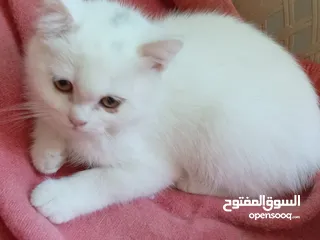  8 جوز قنفذ  وسلحفاه و قطه كتنز و بطه عدد 3 بطات  قنافذ اليفه و سلاحف بريه تربيه منزليه لقطه كوم هامستر