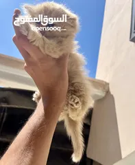  4 قطط للبيع بنغازي