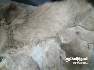  4 كتن  عمرهم 56 يوم  لعوبين كثير و حنونين  متعودين على التر بوكس و الدراي فود صحتهم فل الفل   السعر