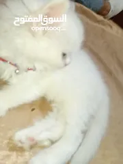  9 بسه شيرازيه للبيع عمرها تقريبا شهر