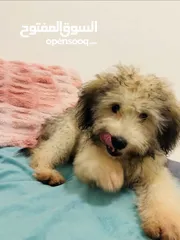  3 Amazing cute Puppy for Sale