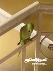  2 للبيع ببغاء او للبدل بما يناسب