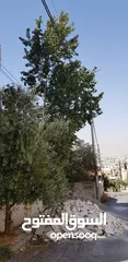  1 قص الأشجار وتقطيع الاشجار وتقليم الاشجار