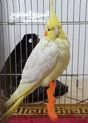  1 ببغاء كوكتيل حلو ومرتب وبعمر اصغير اكلو معو وقفسو معو ونضيف جدآ للبيع مع جميع اغراضو