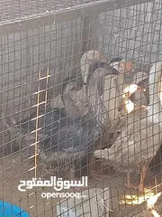  2 وز افريقي.بيض .فراخ . اطقم شغال