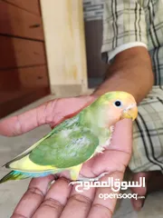  1 Love bird baby's