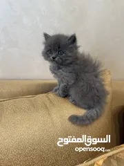  1 قطط للبيع عمرهم شهر و نص الام هملايا و الاب بريتش