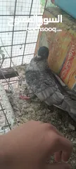  1 طيور حمام  كش