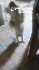  2 كلب كولدن للبيع