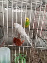  13 طيور حب للبيع