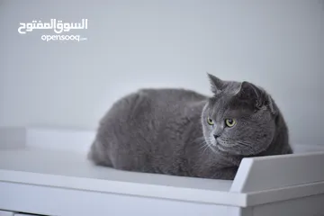  17 Pure British Shorthair Classic Fawn - بريتش شورت هير كلاسيكي للبيع