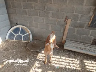  3 بكار للبيع