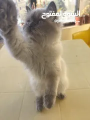  5 قطة للبيع هملايا